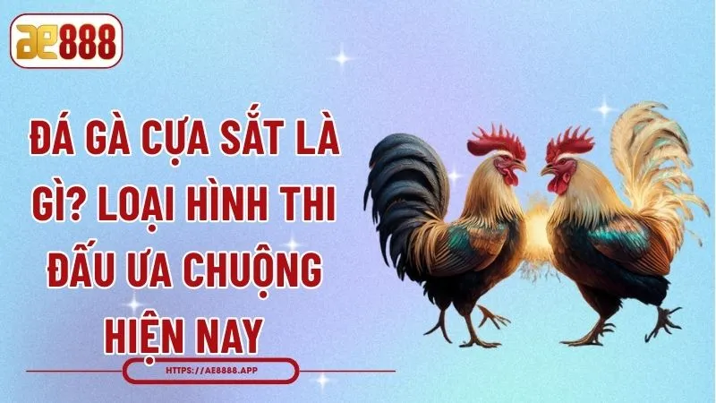 Đá Gà Cựa Sắt Là Gì? Loại Hình Thi Đấu Ưa Chuộng Hiện Nay